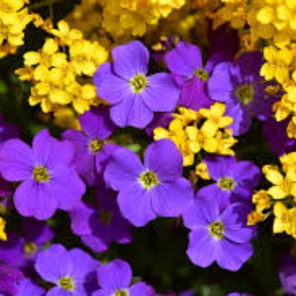 Meet your Posher, Sahana - Picture 1 of 1